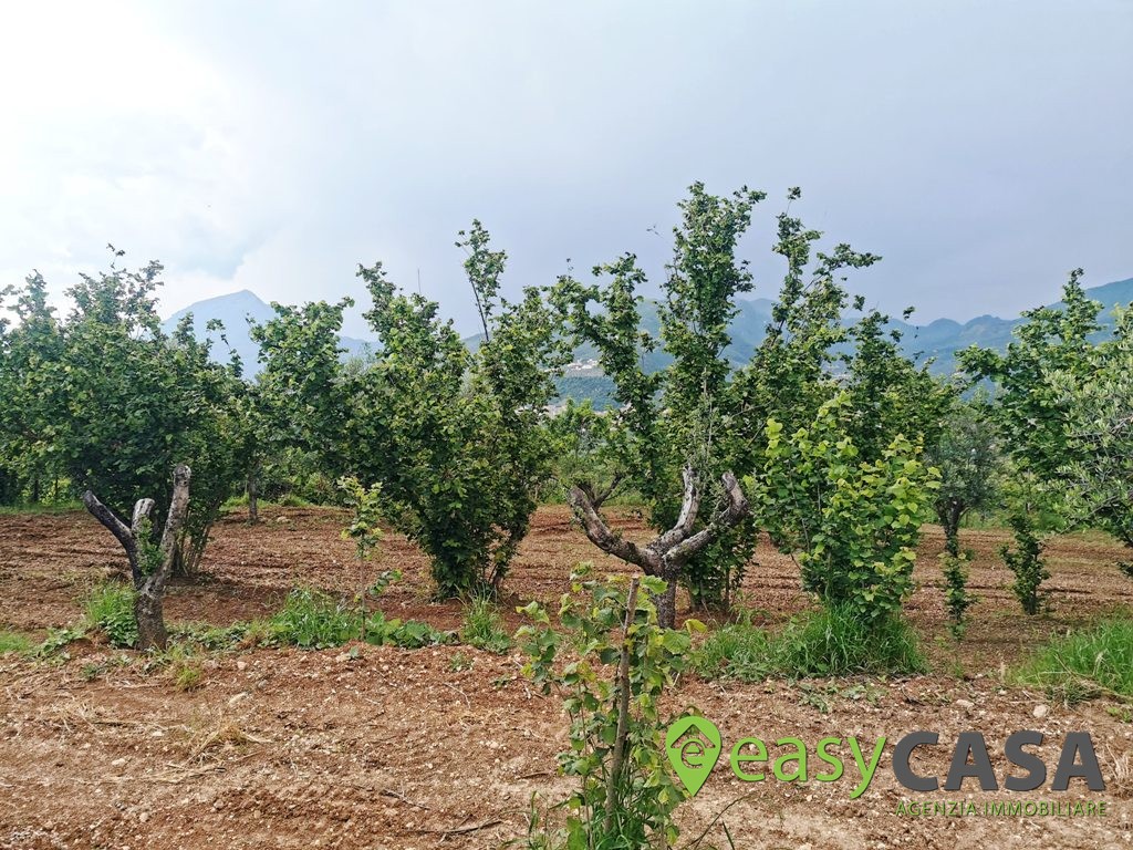 Terreno agricolo a Montecorvino Rovella (SA)