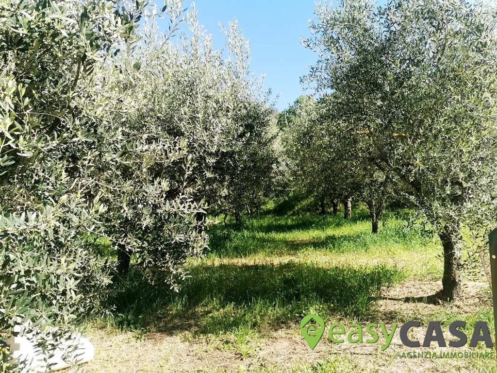 Terreno agricolo a Montecorvino Rovella (SA)